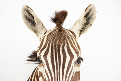 Een buste van een zebra, moderne taxidermie